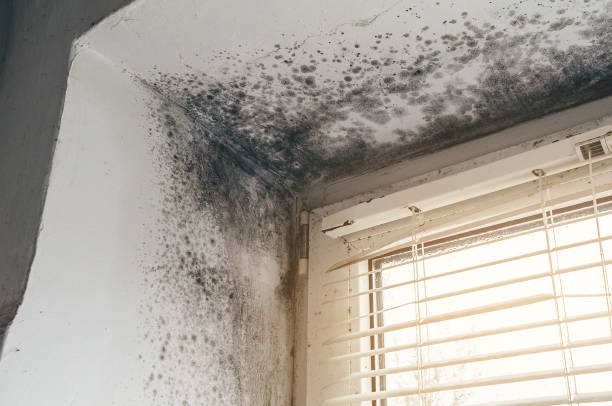 Affordable Bathroom Mold Removal solutions in North Bend, OR